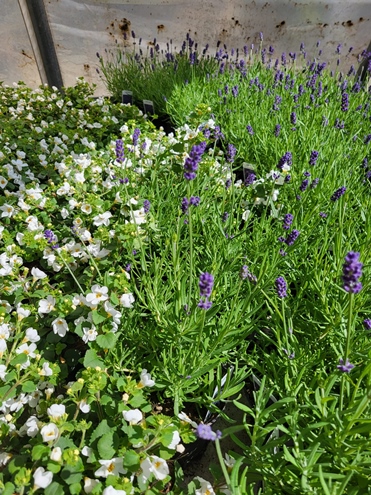Sommerblumen Hannover